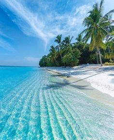 the water is crystal blue and there are palm trees on the beach in the background