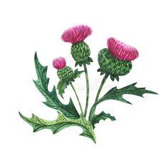 pink flowers with green leaves on a white background