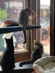 two cats sitting on top of a window sill looking out at the street outside