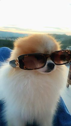 a small dog wearing sunglasses sitting on top of a persons lap