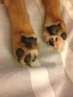 a dog's paw is sticking out from under the blanket