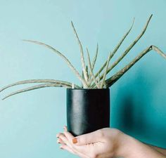 a hand holding a plant in a black pot