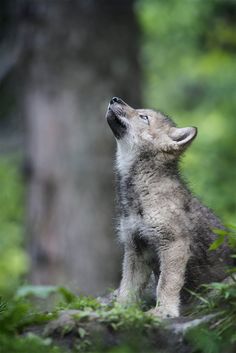 a baby wolf standing on top of a lush green forest