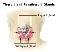 Thyroid and Parathyroid Parathyroid Gland, Parathyroid Disease, Thyroid Levels, Thyroid Hormone, Adrenal Fatigue