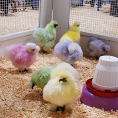 small colorful birds in a cage with food