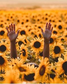 someone is holding their hands up in the middle of a field of sunflowers