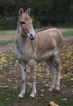 a small brown horse standing on top of a grass covered field with trees in the background