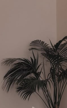 a black and white photo of a potted plant next to a wall with a clock on it