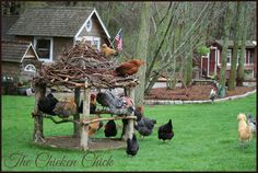 chickens and roosters are gathered around a chicken house made out of sticks, branches and twigs