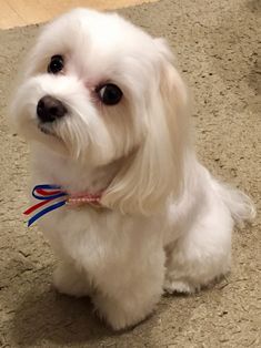 a small white dog sitting on top of a carpet