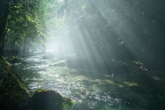 the sun shines brightly through the trees and water in this forest stream with mossy rocks