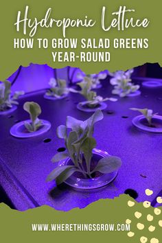 Hydroponic Lettuce: How to Grow Salad Greens Year-Round Growing Salad Greens, Growing Salad, Growing Lettuce Indoors, Growing Lettuce, Flower Gardening