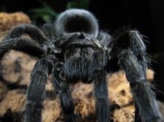 a large black spider sitting on top of a rock