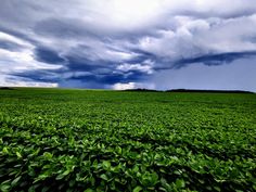 a large field with green plants under a cloudy sky