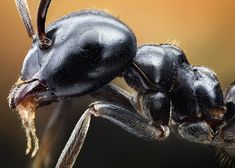 a close up view of a black spider