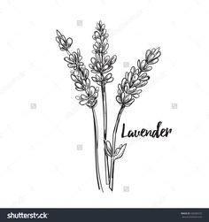 lavender flowers with the word lavender written in black ink on a white background stock photo