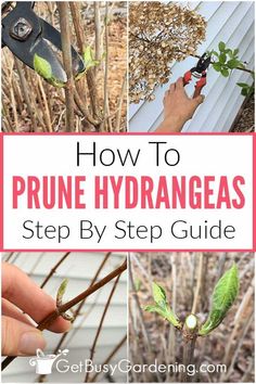 how to prune hydrangeas step by step guide