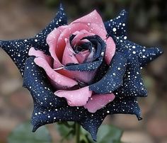 a pink and black rose with water droplets on it