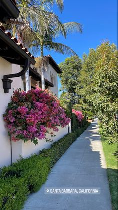 the sidewalk is lined with pink flowers and palm trees in front of white stucco buildings