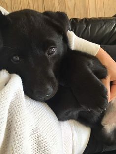 a person holding a black puppy in their lap