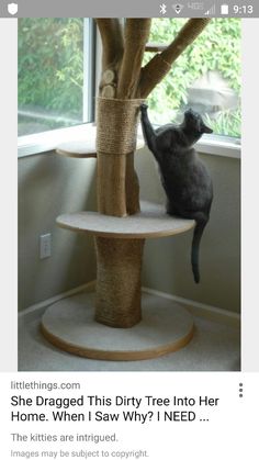 a cat climbing up the side of a tree on top of a scratching post in front of a window