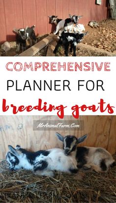 some goats are laying in the hay with text overlay that says, compreensive planner for breeding goats