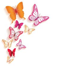 colorful butterflies flying in the air on white background with copy space for text or image