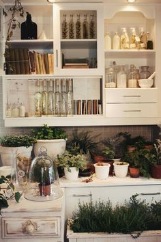 a kitchen filled with lots of potted plants next to white cupboards and shelves