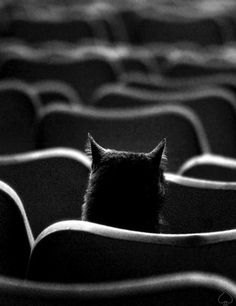 a black cat sitting in the middle of a row of empty seats at an auditorium