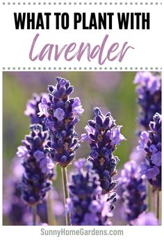 lavender flowers with the words what to plant with lavender