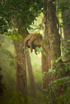 a leopard that is laying down on a tree