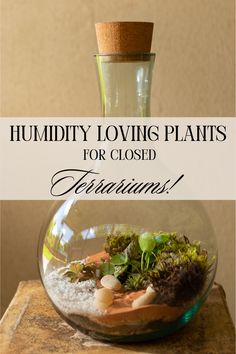 a fish bowl filled with plants and sand next to a glass vase that says humbly loving plants for closed terrariums