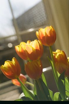 three orange tulips in front of a window with the sun shining on them