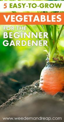 a carrot growing out of the ground with text that reads 5 easy - to - grow vegetables for the beginner gardener