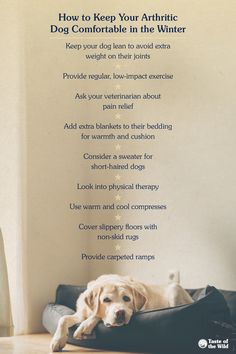 A yellow lab lying in a dog bed with a title and list above. The title reads, “How to Keep Your Arthritic Dog Comfortable in the Winter.” A list below reads 1. Avoid extra weight on your dog's joints. 2. Provide regular, low-impact exercise. 3. Ask your veterinarian about pain relief. 4. Add extra blankets to their bedding. 5. Consider a sweater for short-haired dogs. 6. Look into physical therapy. 7. Use warm and cool compresses. 8. Cover slippery floors. 9. Provide carpeted ramps. Dog Grievance Quotes, Arthritic Dog, Dealing With The Loss Of A Dog, How To Cope With Loss Of Dog, What Essential Oils Are Safe For Dogs, How To Train An Emotional Support Dog, Short Haired Dogs, Dog Joints