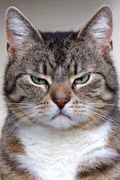 a close up of a cat with green eyes