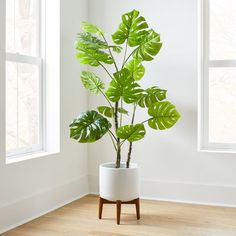 a plant in a white pot on a wooden stand