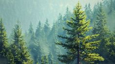 a pine tree in the middle of a forest with foggy sky and trees behind it