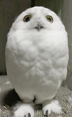 an owl with yellow eyes sitting on the ground