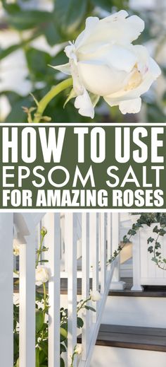 a white rose sitting on top of a set of steps with the words how to use epsom salt for amazing roses