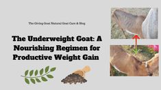 the underweight goat has nourishment for producing weight gain