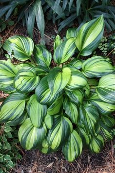 some green and white leaves on the ground