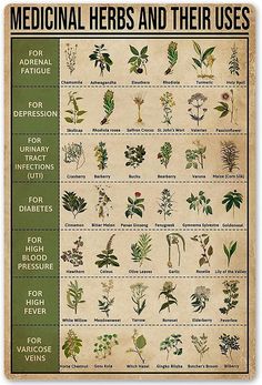 the medical herbs and their uses poster