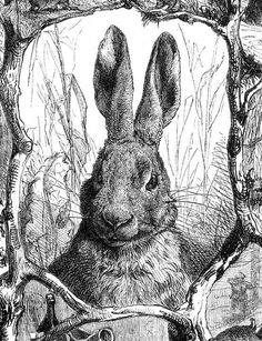 a black and white drawing of a rabbit sitting in the woods with its head up