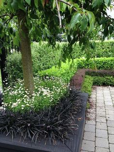 an outdoor garden area with various plants and flowers on the ground, including a tree