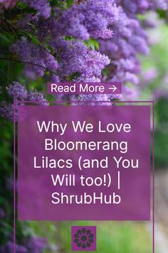 purple flowers with text reading read more why we love blooming lilacs and you will too