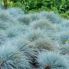 many blue plants are growing in the grass