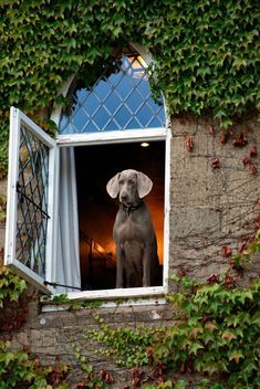 a dog is looking out the window in an ivy covered building with vines growing around it