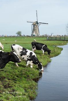 several cows are grazing in the grass near a body of water and an old windmill