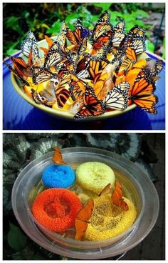 two pictures one with butterflies and the other has fruit in it, both on a plate